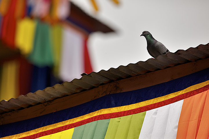 Bhutan royal wedding: a pigeon on the colourful rooftop of the main courtyard in Punakha