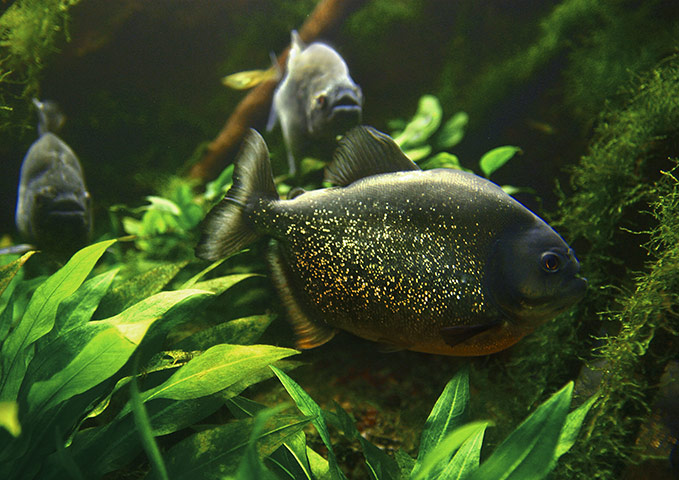 Week in wildlife: piranha