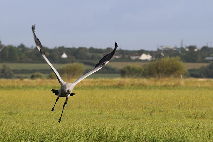 Week in wildlife: The Great Crane Project