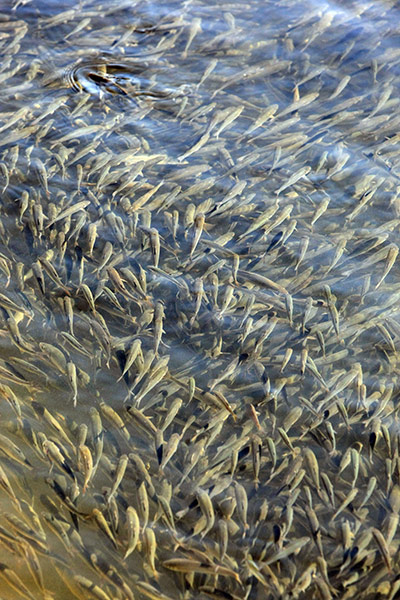Week in wildlife: school of carp entering Yeongnang Lake in South Korean lagoon