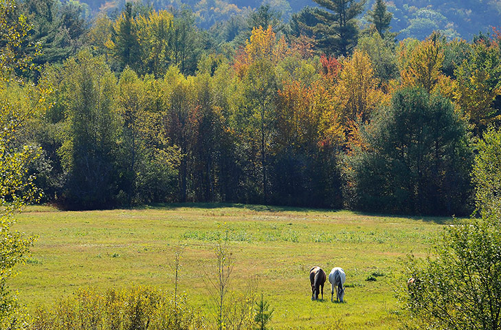 Week in wildlife: Autumn Fall in Woodstock, Maine