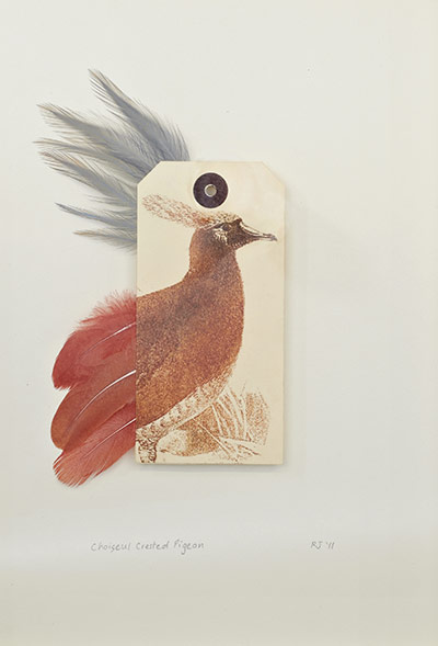 Ghosts of Gone Birds: Choiseul Crested Pigeon