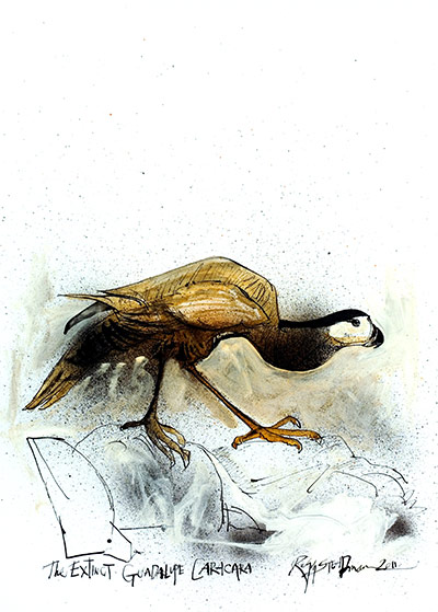 Ghosts of Gone Birds: Guadeloupe Caracara