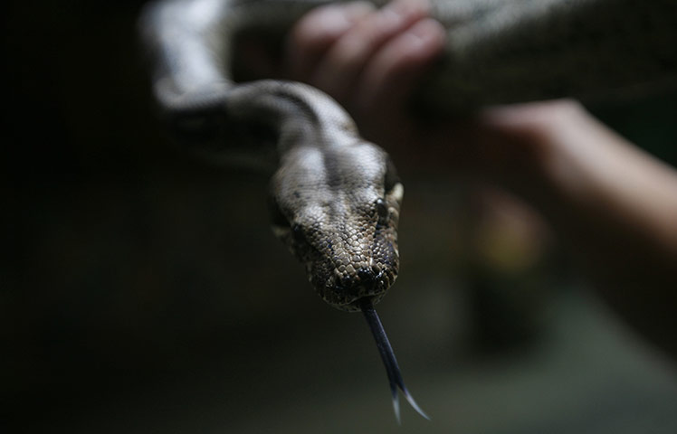 24 Hours: A Boa constrictor is seen at a zoo in Puerto Vallarta