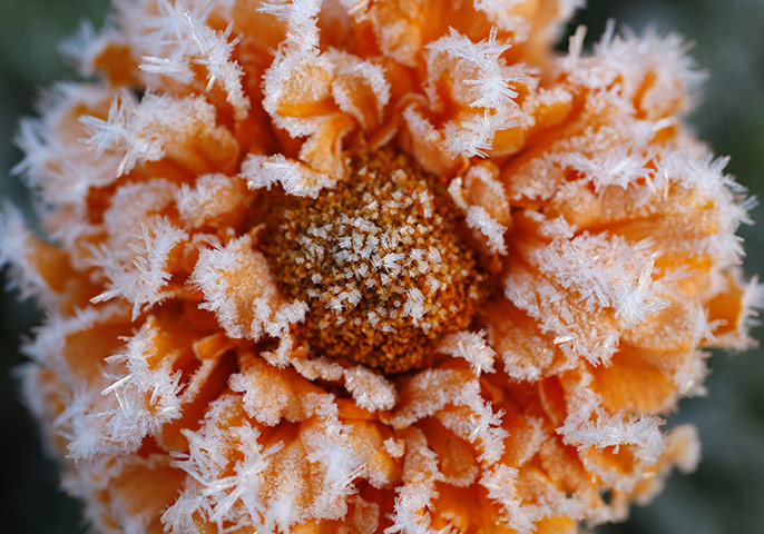 24 hours: Novogrudok, Belarus: A frozen flower on an autumn morning in a park