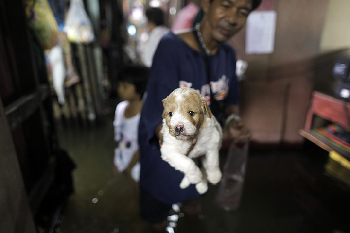 Thailand flooding: A man carries a puppy through floodwaters near the Chao Praya river