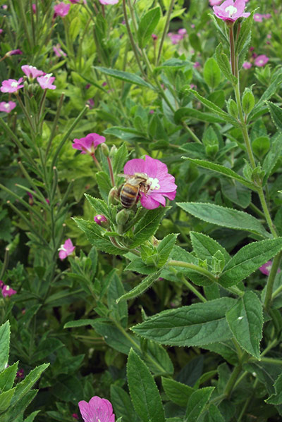 knifecrime campaign: Photovoice knifecrime campaign