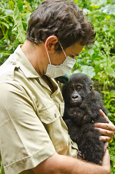 Gorilla rescued: Mountain gorilla's are critically endangered, around 790 remain
