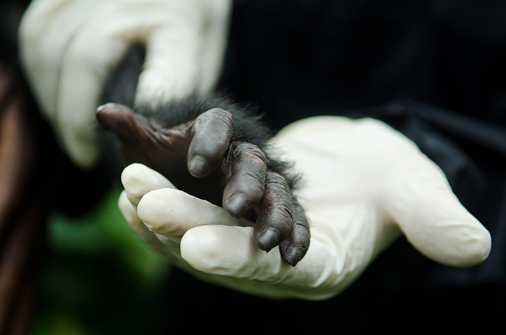 Gorilla rescued: The rescued baby Grauer's gorilla's hand