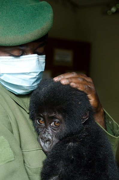 Gorilla rescued: Around 480 gorillas live in the Virunga volcanoes conservation area