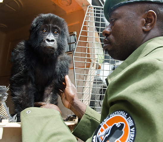 Gorilla rescued: The baby will be named Shamavu after the ranger who rescued her