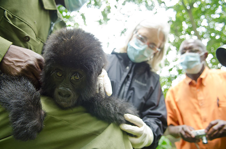 Gorilla rescued: The gorilla will stay at the Grace centre for rescued gorillas