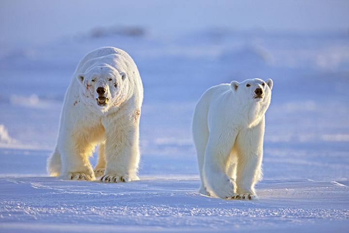 Frozen Planet: Frozen Planet