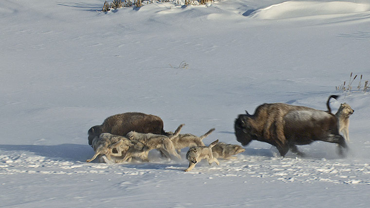 Timber wolves hunting bison - Guardian