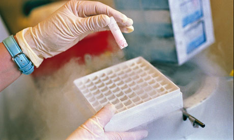 A sample of embryonic stem cells