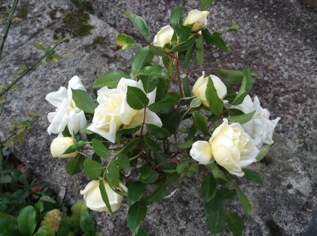 Todays handful of roses