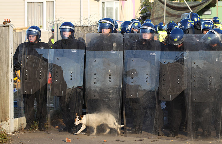 Dale Farm camp: A traveller's dog walks between police riot sheilds, Dale Farm