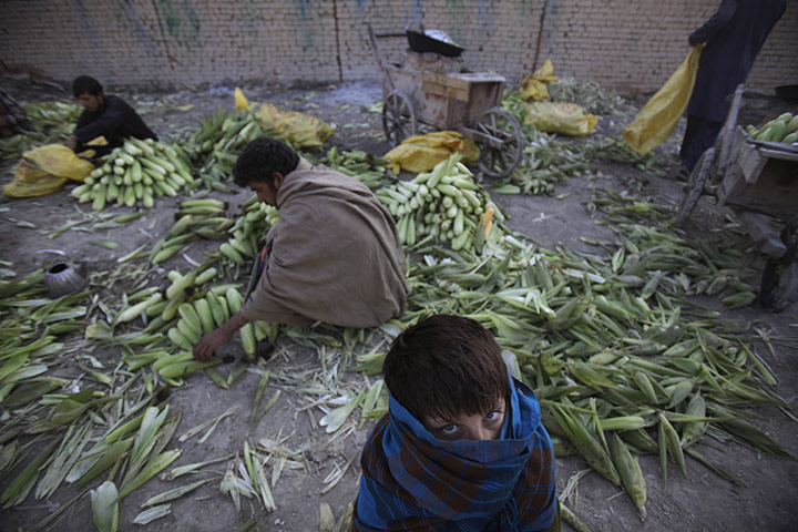 24 hours in pictures: a boy sorts corn in kabul