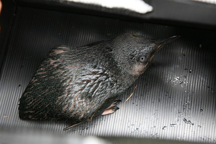 Rena oil spill: Birds and  penguins rescue operations on beaches in Turanga