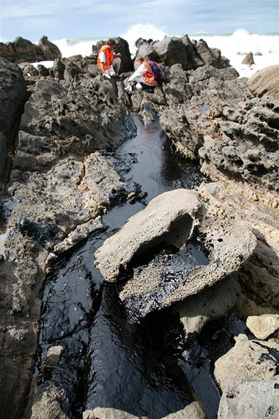 Rena oil spill: Birds and  penguins rescue operations on beaches in Turanga