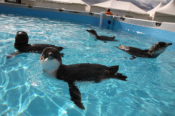 Rena oil spill: Birds and  penguins rescue operations on beaches in Turanga