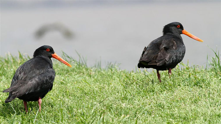 Rena oil spill: Birds and  penguins rescue operations on beaches in Turanga