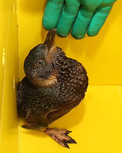 Rena oil spill: Birds and  penguins rescue operations on beaches in Turanga