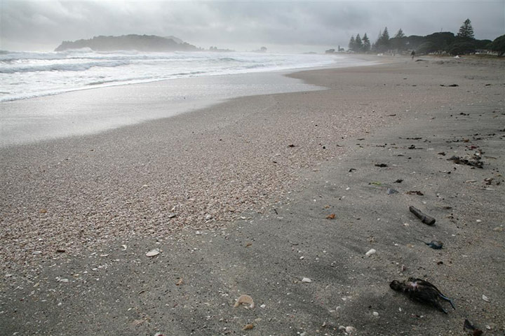 Rena oil spill: Birds and  penguins rescue operations on beaches in Turanga