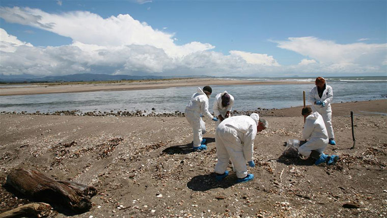 Rena oil spill: Birds and  penguins rescue operations on beaches in Turanga