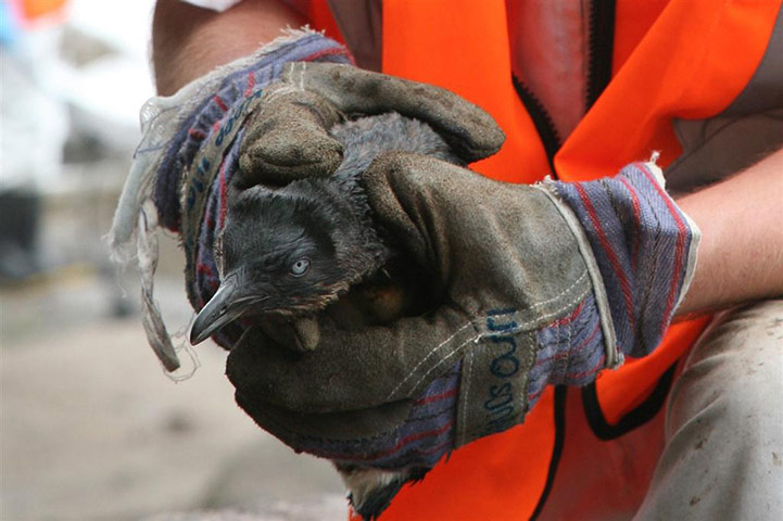 Rena oil spill: Birds and  penguins rescue operations on beaches in Turanga