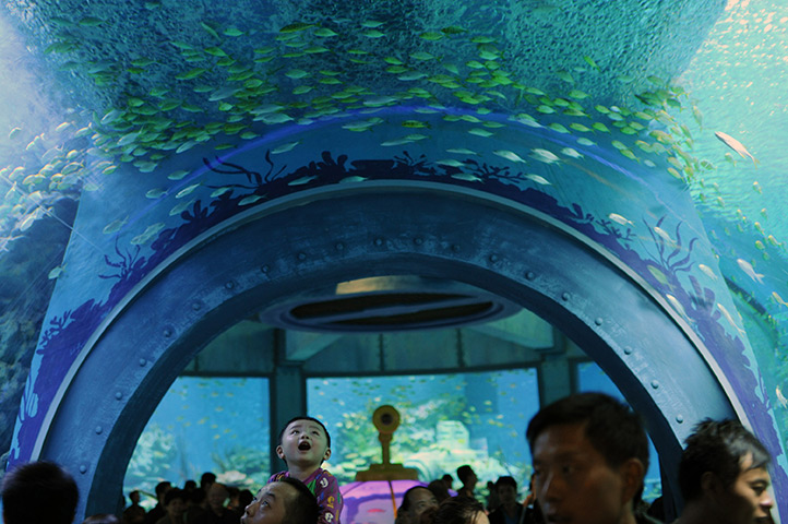 24 hours in pictures:  Tourists visit the newly-opened Wuhan Polar Ocean World