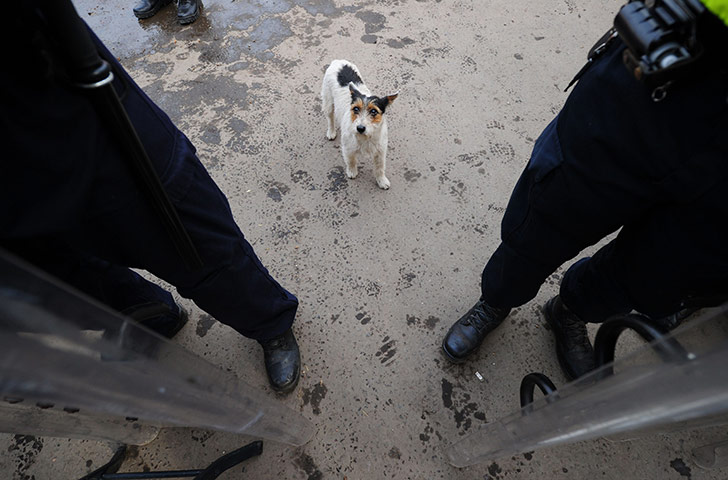 Dale Farm: a small dog