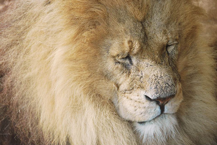 in pictures: Danger: lion