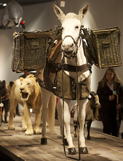 Dresden Military Museum: stuffed mule