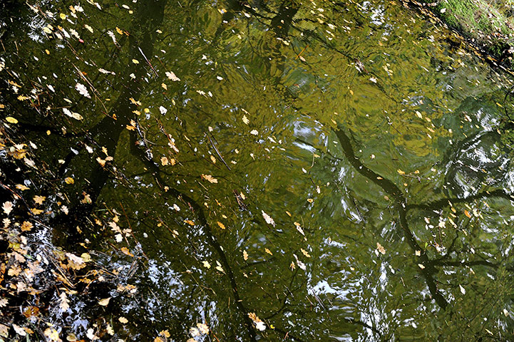 Week in wildlife: A reflection of colourful autumn trees at Svet lake in Trebon