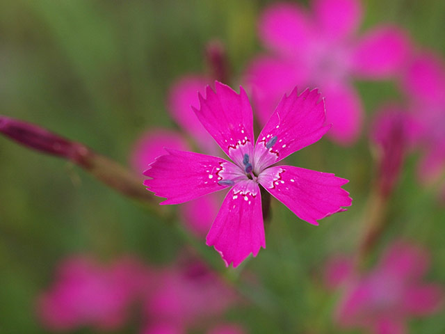 Week in wildlife: Maiden Pink is 'Flower of the Year 2012'