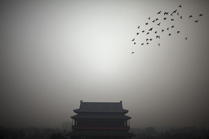 Week in wildlife: A flock of birds fly near the Drum Tower