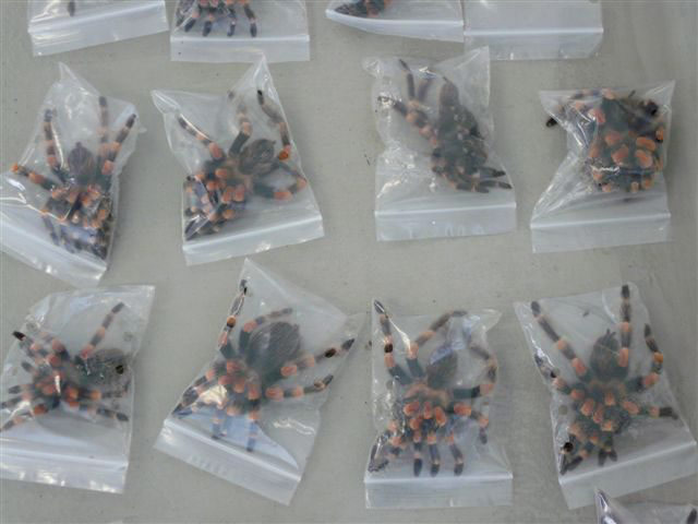 Week in wildlife: spiders sit in plastic bags at the Zurich airport