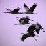 Week in wildlife: Migrating cranes gather