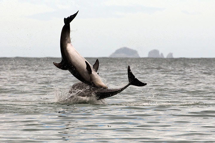 Week in wildlife: Dolphins herd fish into Te Waite Bay