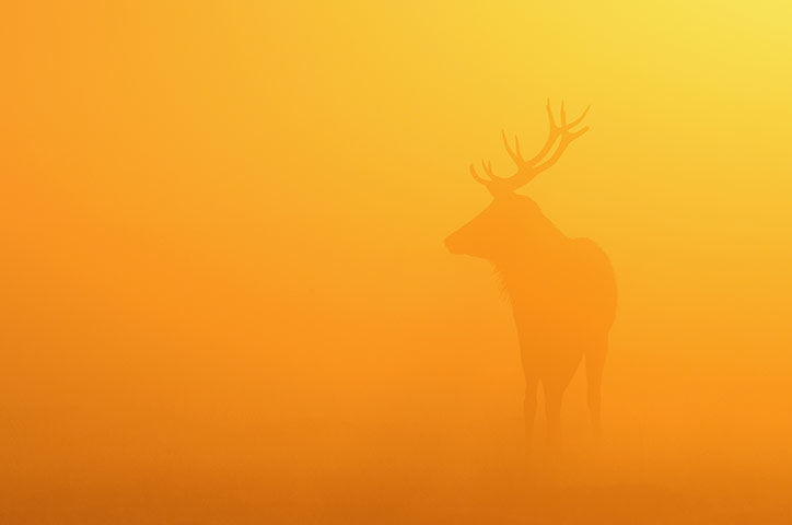 Week in wildlife: The Autumn Deer Rut In London's Richmond Park