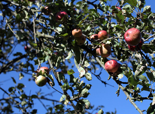 Week in wildlife: Apples grow in his orchard in Glastonbury