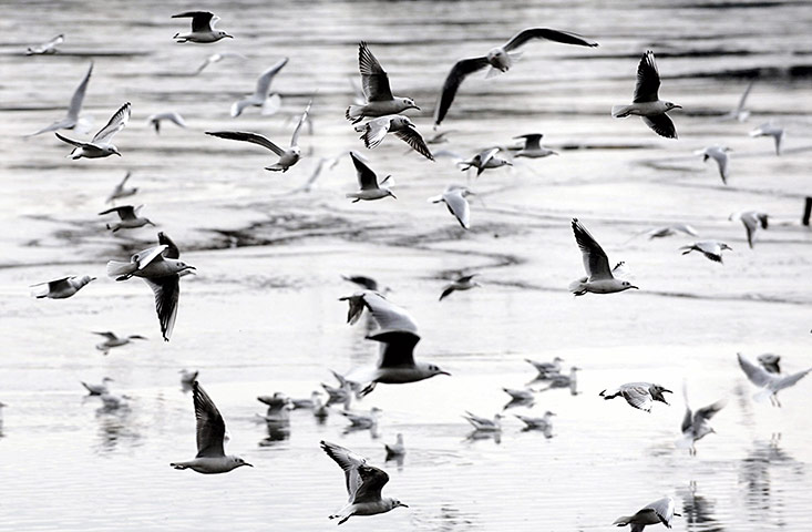 24 hours in pictures: Libin, Czech Republic: Gulls fly over Velky Spolsky lake
