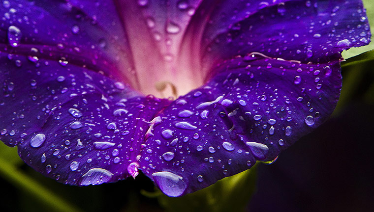 24 Hours:  Rain drops rest on a flower after a downpour in Islamabad