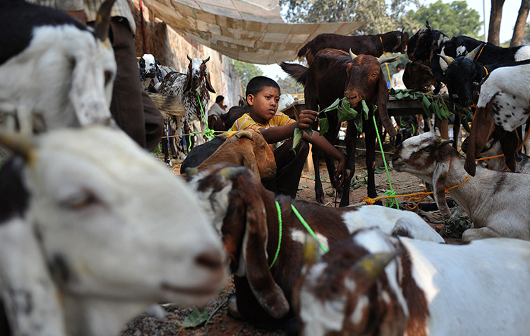 24 hours in pictures: An Indian goat seller at a makeshift livestock market, Dehli