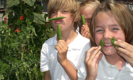 School children harvest beans