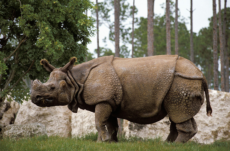 Rhino: Endangered: Indian greater one-horned