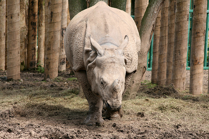 Rhino: Endangered: Javan rhino
