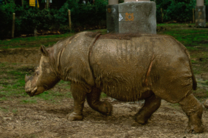 Rhino: Endangered: Sumatran rhino