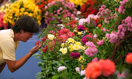 A spectator looks at flowers at the Hampton Court Flower Show